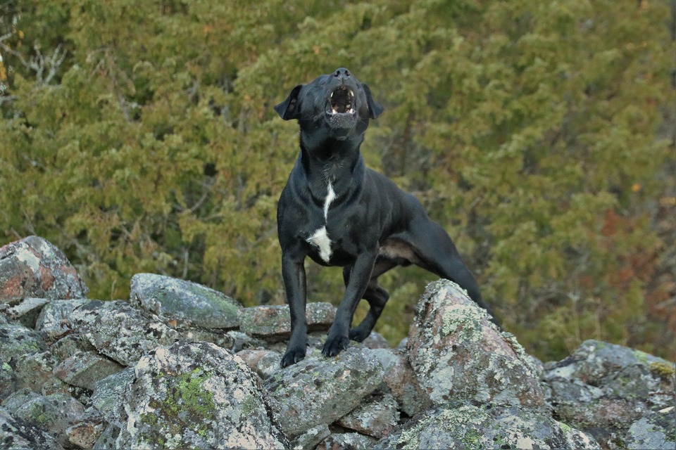 Hunden bjeffer, når den føler sig ensom, forladt og forsømt.