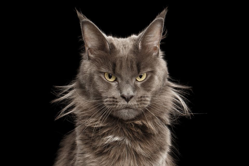 Maine Coon har et meget karakteristisk udseende. Hovedet er forholdsvis lille, med kraftig hage og højt placerede kindben.