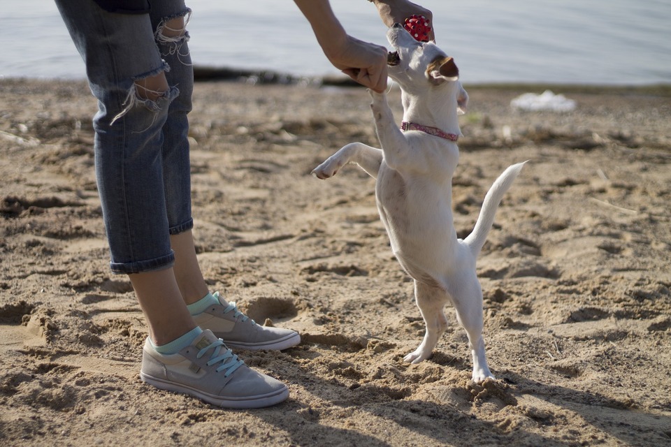 Jack Russel Terrier træner med ejeren. Alle elsker at lære på stranden.