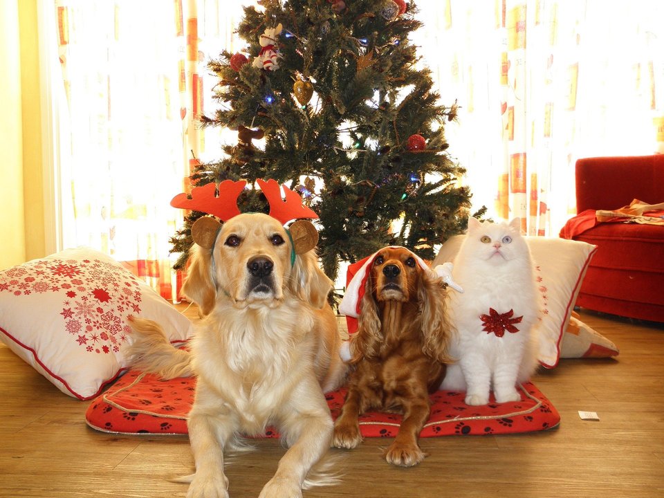 Julegaver til hunde og katte gør alle glade - ejere og dyr. Store Golden, lille Cavalier og kat - med julepynt venter allerede på gaver.