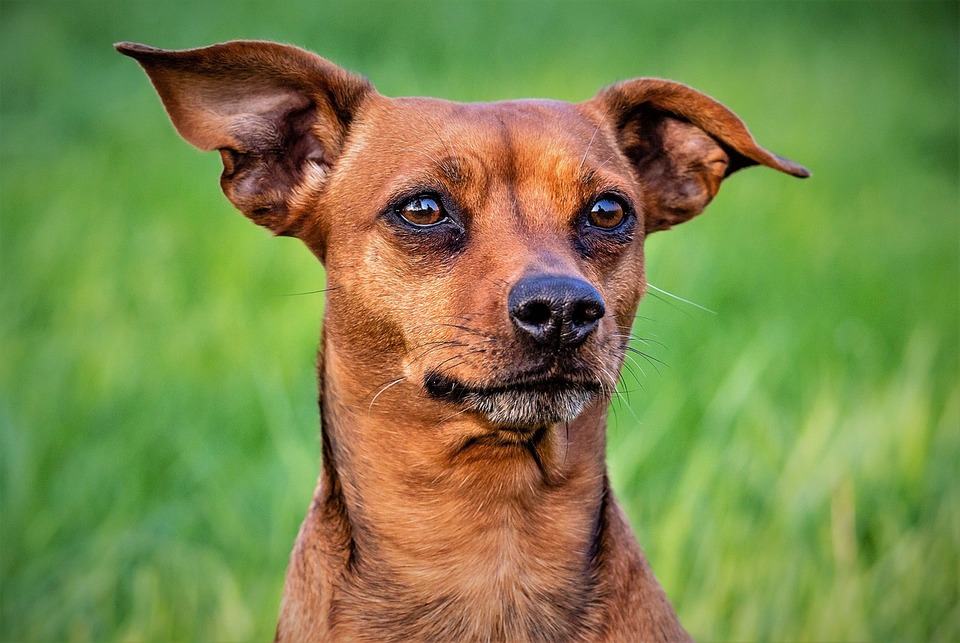 Hunde, der går i skoven, på lysninger eller på enge, er særligt udsatte for flåtbid.