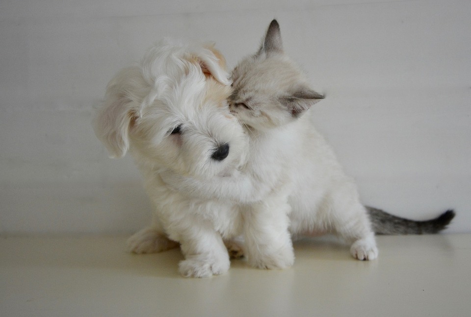 Hvordan beskytter du din hund og kat mod ydre parasitter?