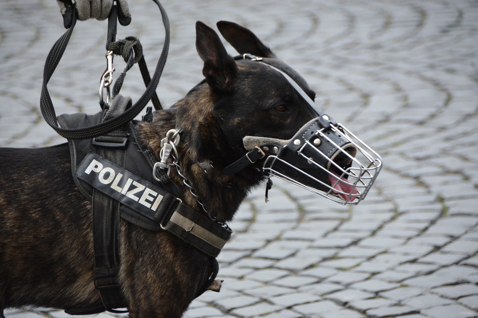 En schæferhund, der arbejder for politiet, bærer en metalmundkurv