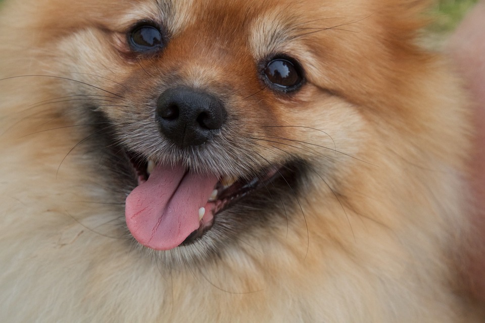 Smilende og kloge øjne miniaturespitz i sin fulde pragt. På billedet er kun en snude synlig.