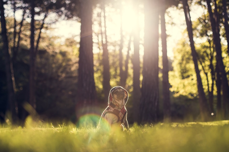 Flåter findes i dag praktisk talt overalt, ikke kun i skove eller på enge. Hunden bør beskyttes hele året rundt.