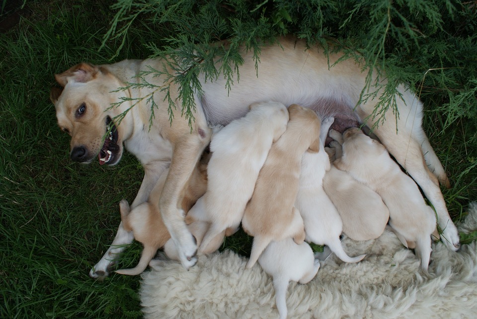 Afslappet hund fodrer otte af sine unge hvalpe.