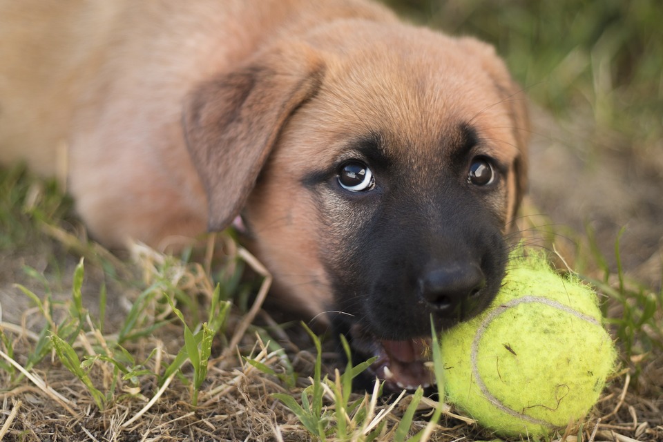 For at afvænne en hund fra at tygge på møbler, er det nødvendigt at lede hans interesse mod andre genstande.