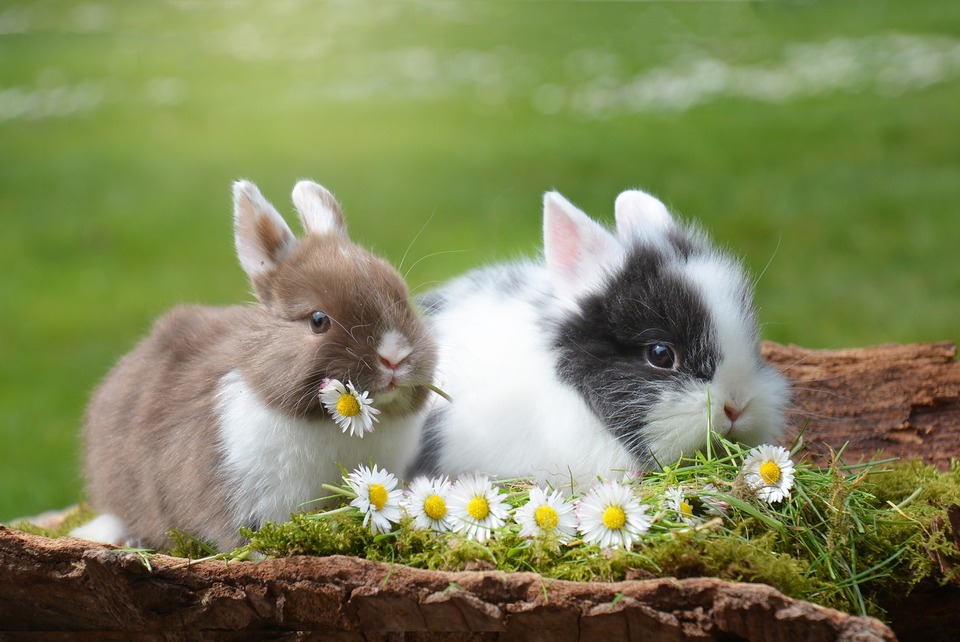 To miniaturekaniner sidder mellem græs og margueritter. Hver af dem spiser en marguerit.