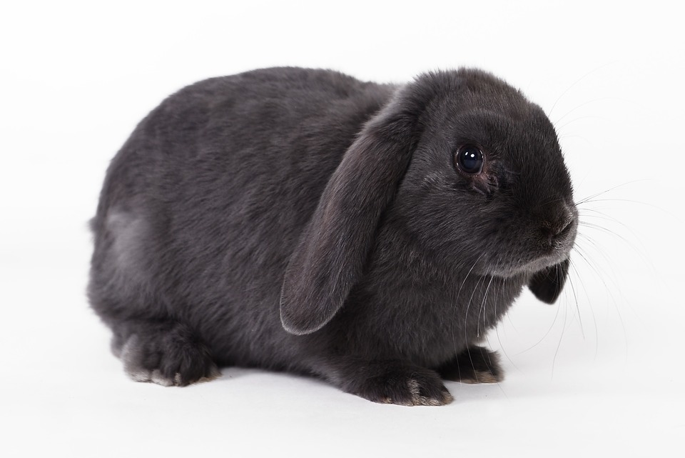 Silhuet af en foldet kanin. Den helt sorte, proportionale Mini-Lop-kanin har ret korte fødder og en markant, rund overkrop.