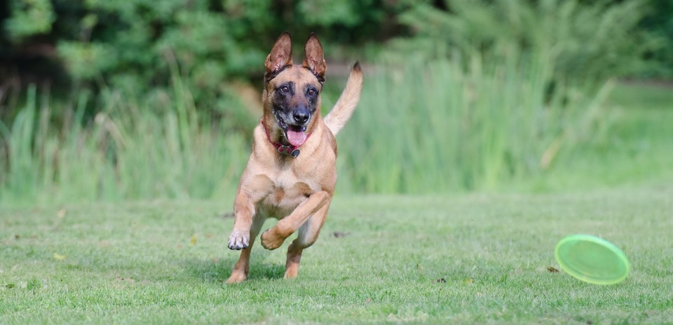 En hund, der jager et legetøj, kan glemme hele verden. En fløjte til en hund kan være nyttig.