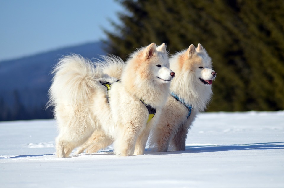 Den dobbelte pels af Samojeder er dækket af naturlig talg, der har en beskyttende effekt. Du bør regelmæssigt børste din hund.