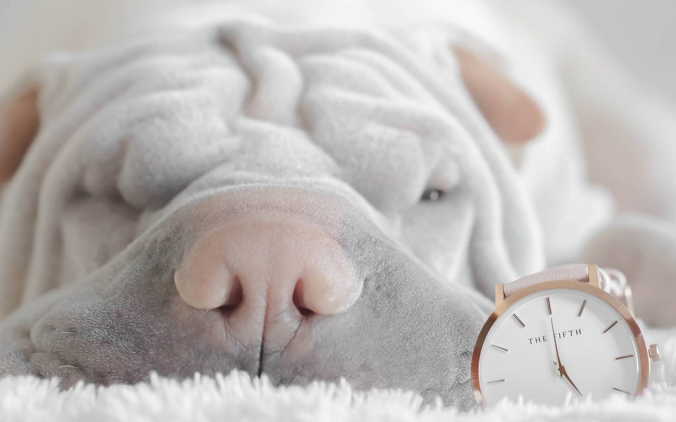 En godt socialiseret hund, der bliver reddet og ofte sover efter en gåtur i fravær af sine ejere.