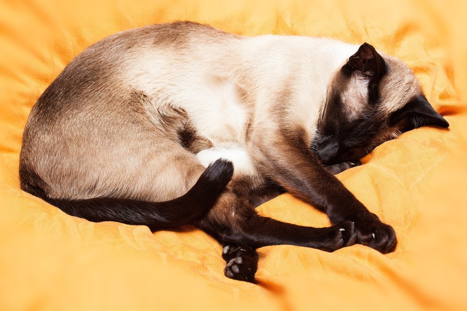 En voksen thailandsk kat ligger på lagnerne. Du kan se kattens skinnende pels.