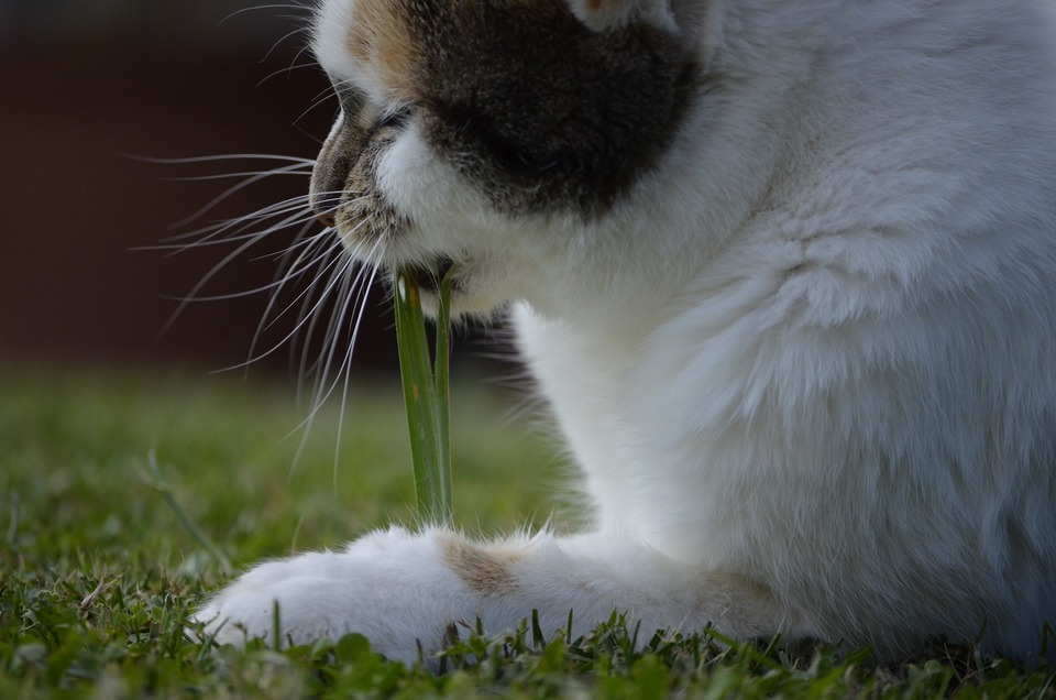 Det er vigtigt at sikre, at det valgte græs er sikkert for katte, og om det har hårde og skarpe halm. 