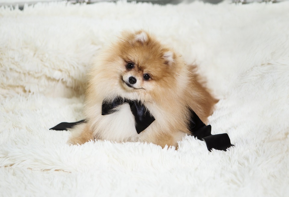 Den unge miniaturespitz ligger dejligt på en fluffy seng. Den er cremefarvet, har et sort bånd om halsen, hvilket bidrager til dens charme
