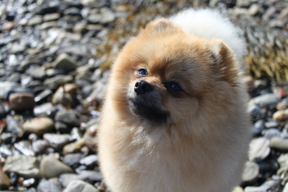 En voksen, cremet pommersk hund stirrer ud i det fjerne. Han har pænt, fyldigt hår.
