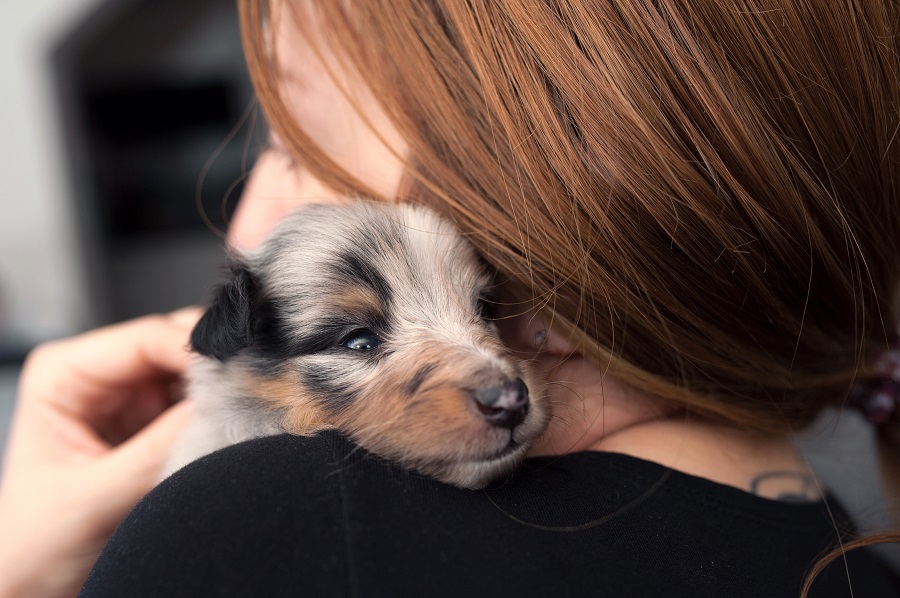 En Border Collie hvalp krammer din hals.
