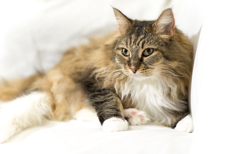 Den langhårede kat ligger på sofaen. Dens tredje øjenlåg er let synligt, hvilket kan føre til stress.