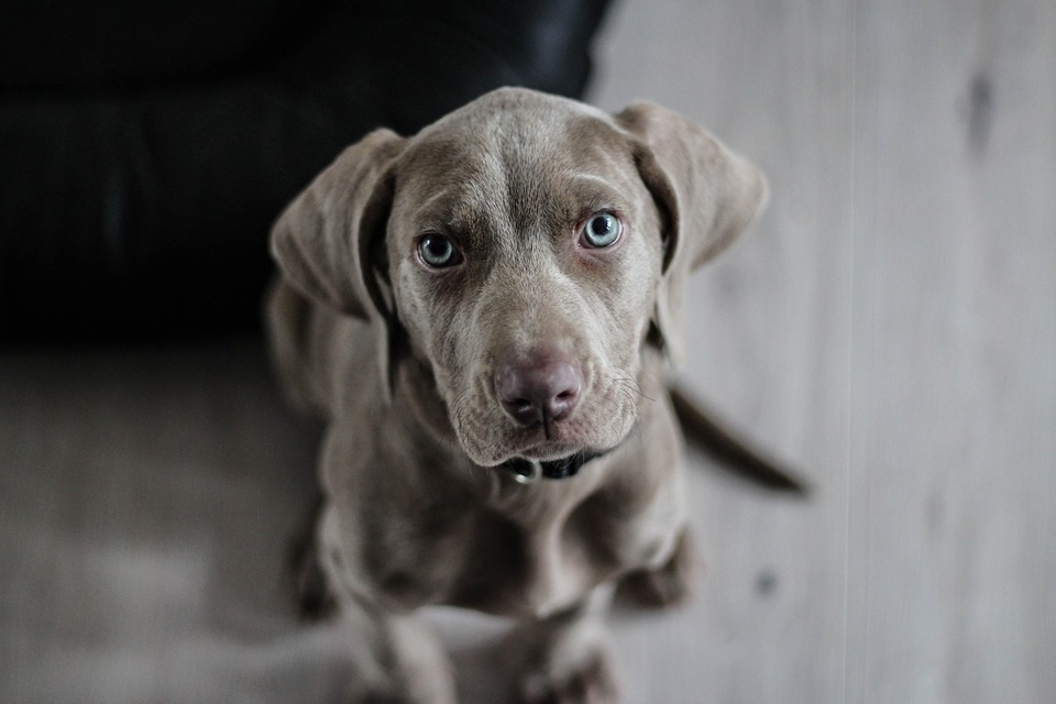 En Weimaraner hvalp med blå øjne.