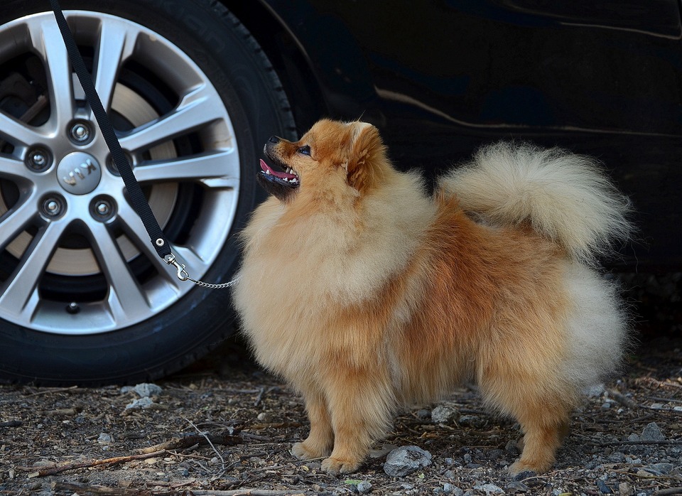 En ung miniaturespitz står sidelæns foran baggrunden af en bil. Du kan se hele figuren, pelsen og halskraven.