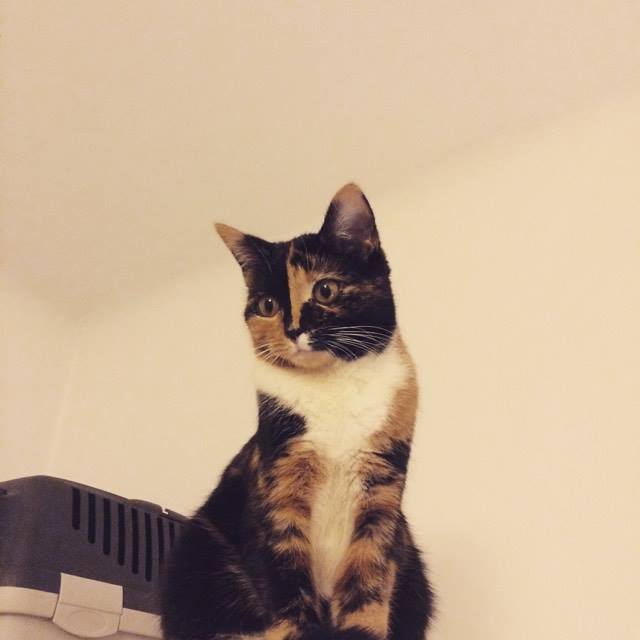 Efter adoptionen skal katte begynde at stole på mennesker igen.