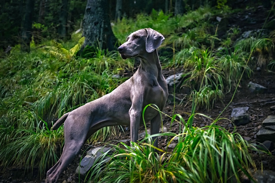 Weimaraner som jagthund er perfekt bygget. Slank og muskuløs.