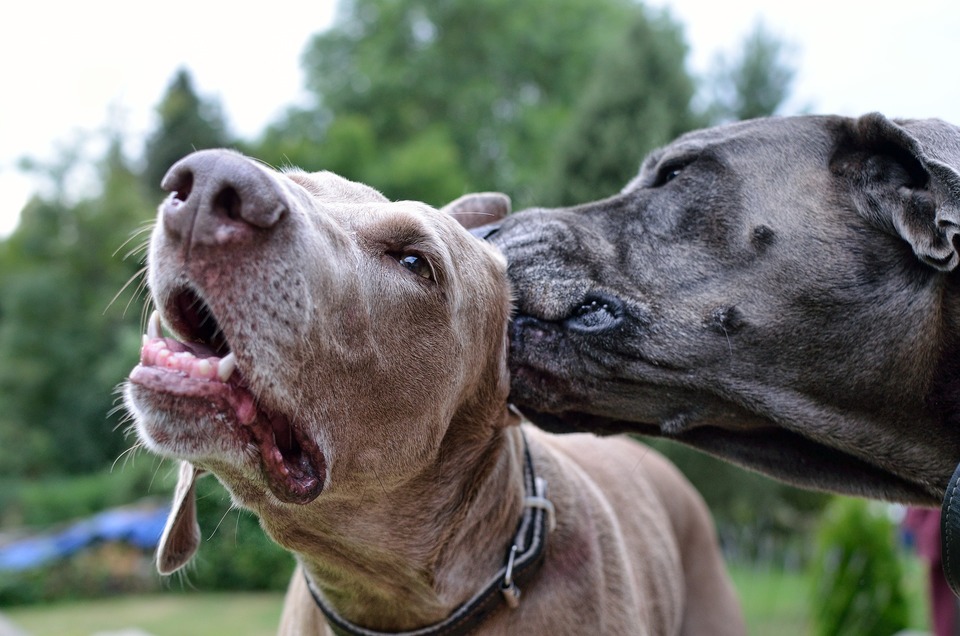 To Weimaraner hunde. En hund slikker det andet øre.