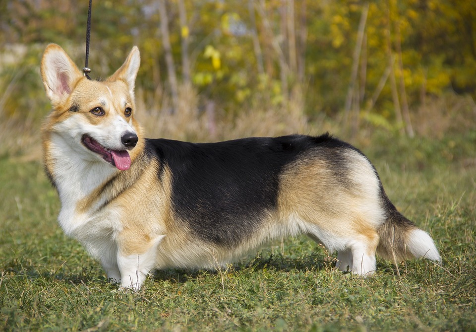 Walisisk Corgi med trefarvet pels. Karakteristisk lang overkrop og store ører. Hunden ser ud med let åbnet mund i det fjerne