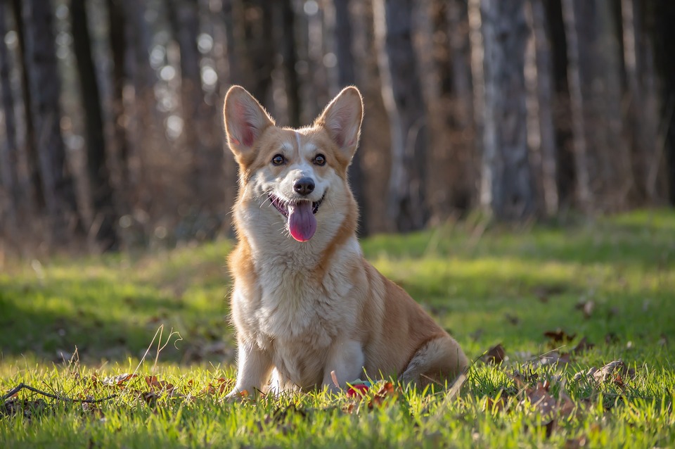 Corgi Pembroke hund sidder på en lysning midt i skoven. Pelsen er hvid og rød