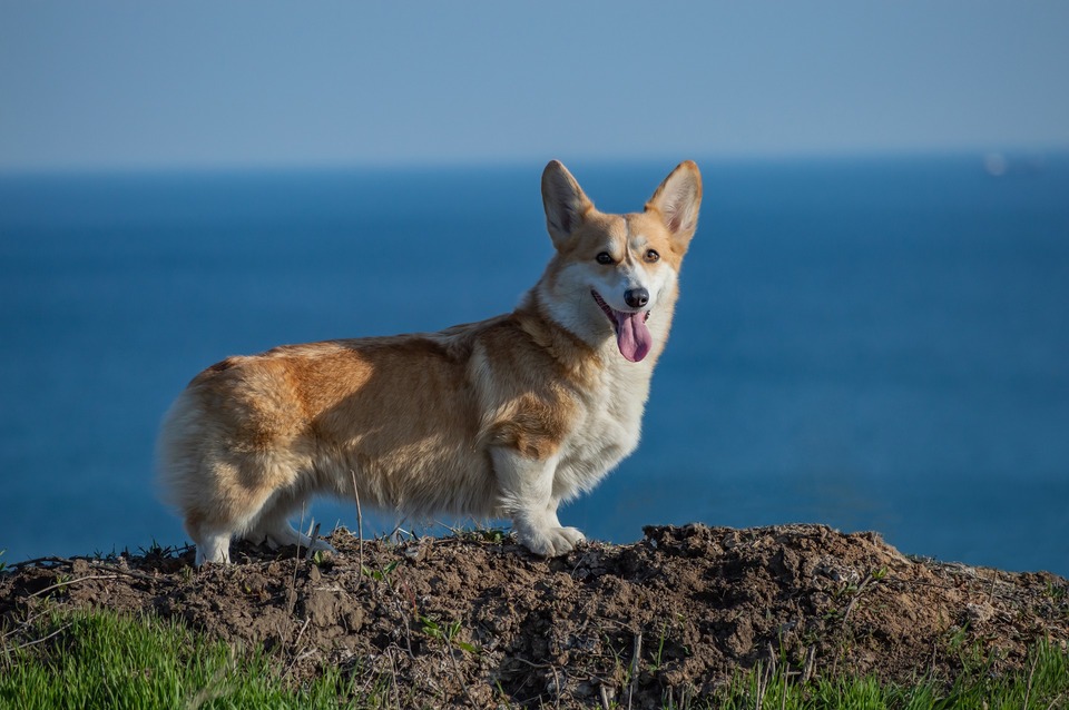 Welsh Corgi Pembroke står på en dæmning mod havet. Har korte ben og en lang overkrop.