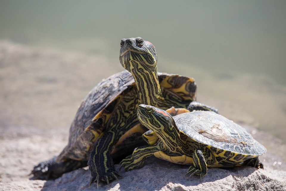 Vandskildpadder kan godt lide at sidde på sten og forhøjninger for at holde sig varme.