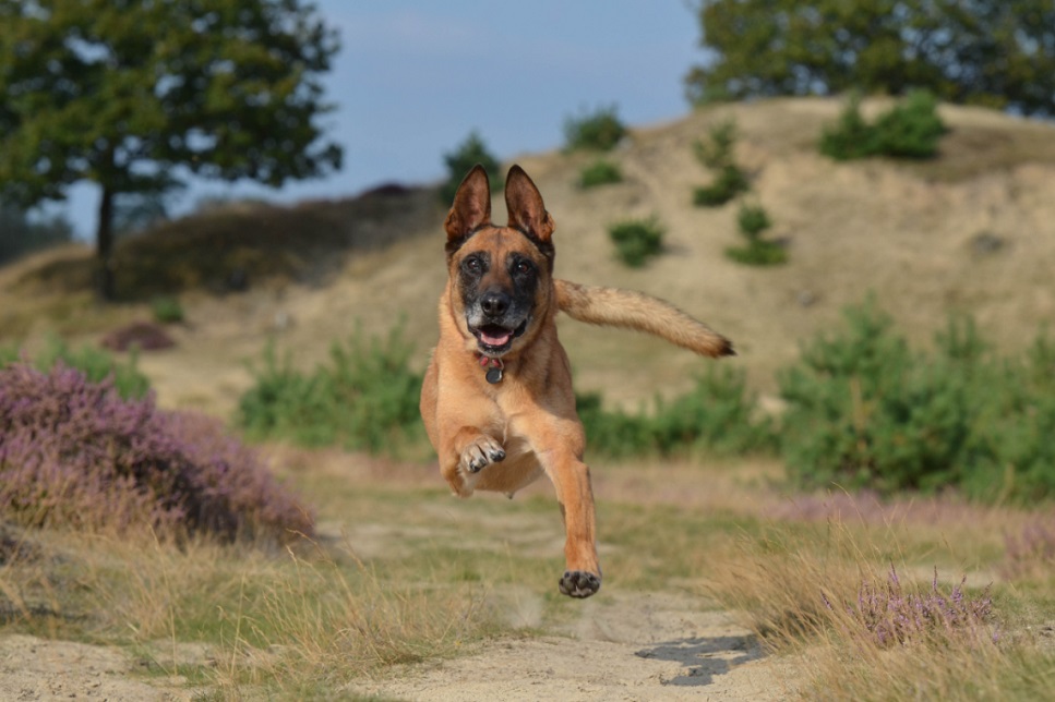 Er Belgiske Malinois-Schæferhunde farlige?