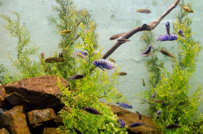 Akvariefisk i et akvarium med stenbund.