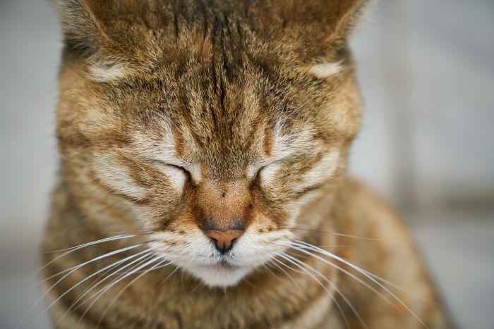 Trist kat med lukkede øjne