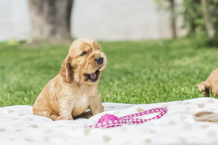 Hvalpe English Cocker Spaniel.