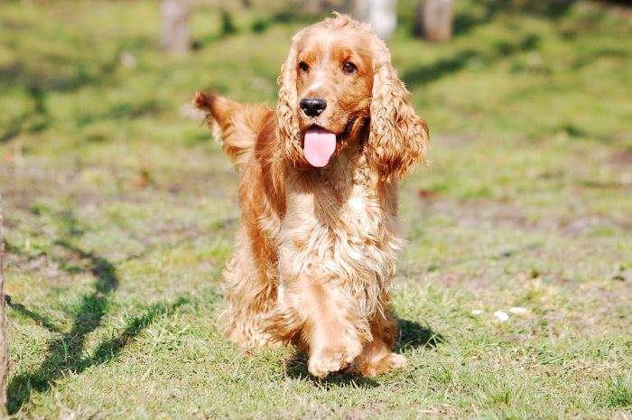 English Cocker Spaniel på lysningen.