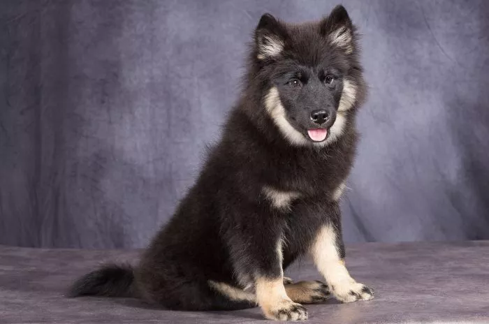 Eurasier med brun-sort pels