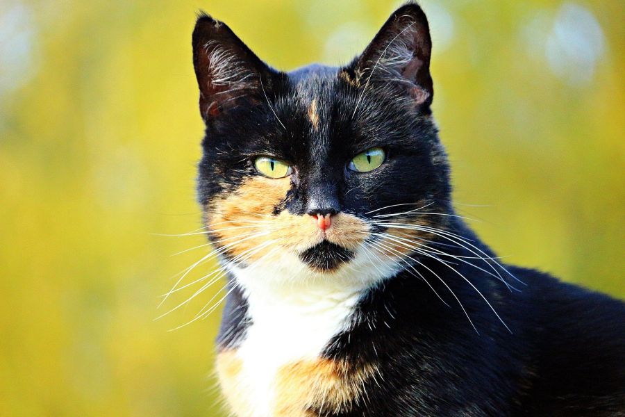 Japansk Bobtail Tricolour kat - sort med røde og hvide pletter.