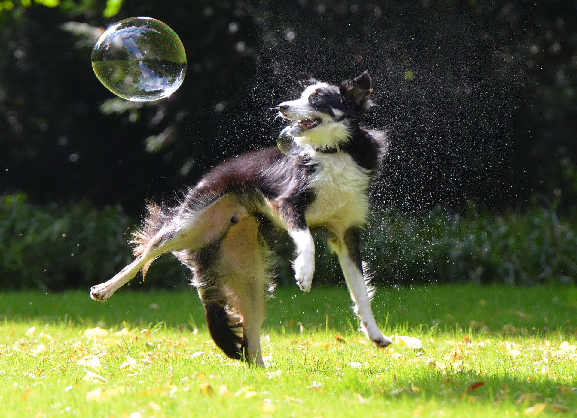 Border Collie er en krævende hund, der uden passende aktivering kan vise destruktiv og endda depressiv adfærd.
