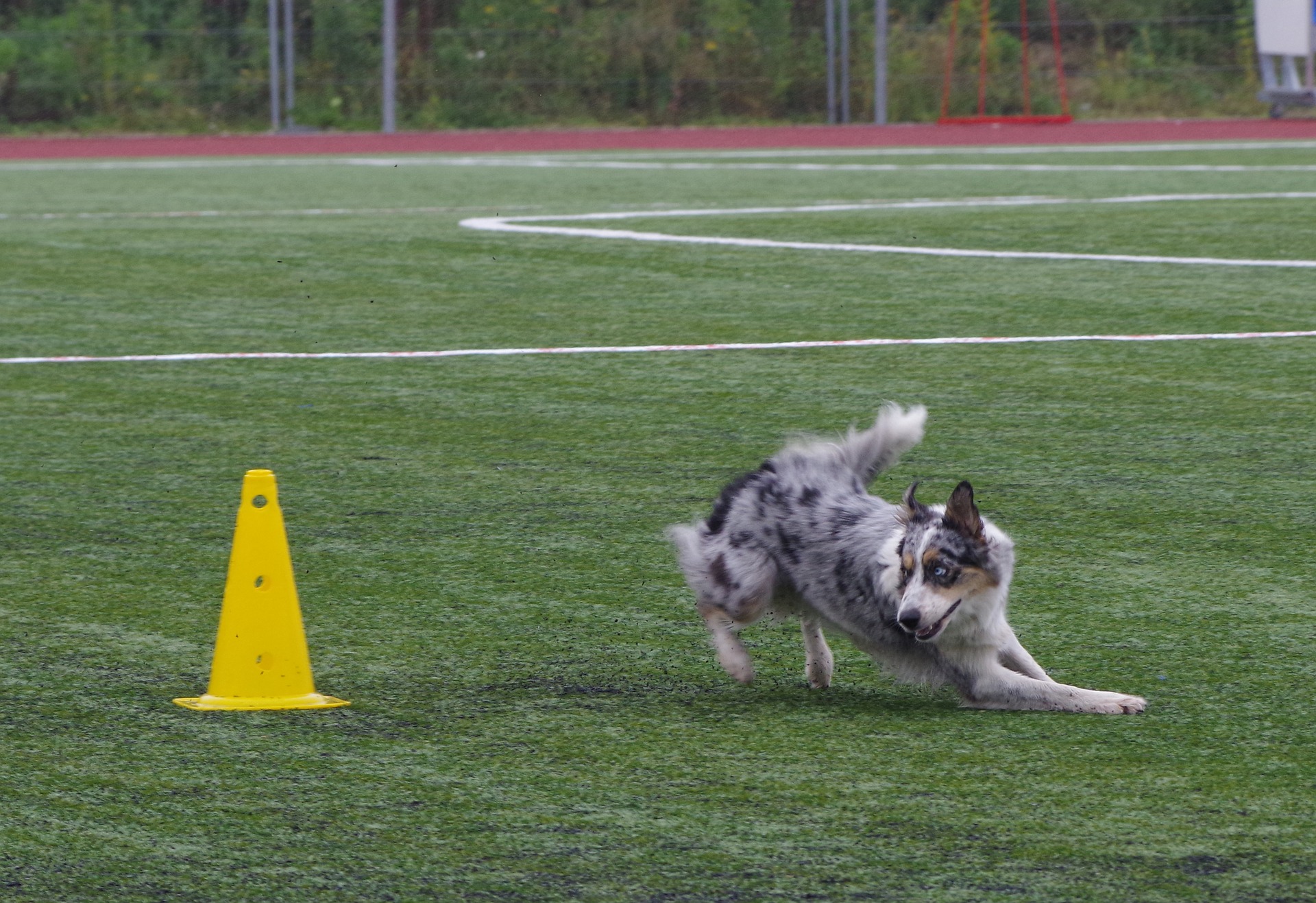 Border Collie kræver høj fysisk og mental aktivitet. De er velegnede til enhver hundesport.