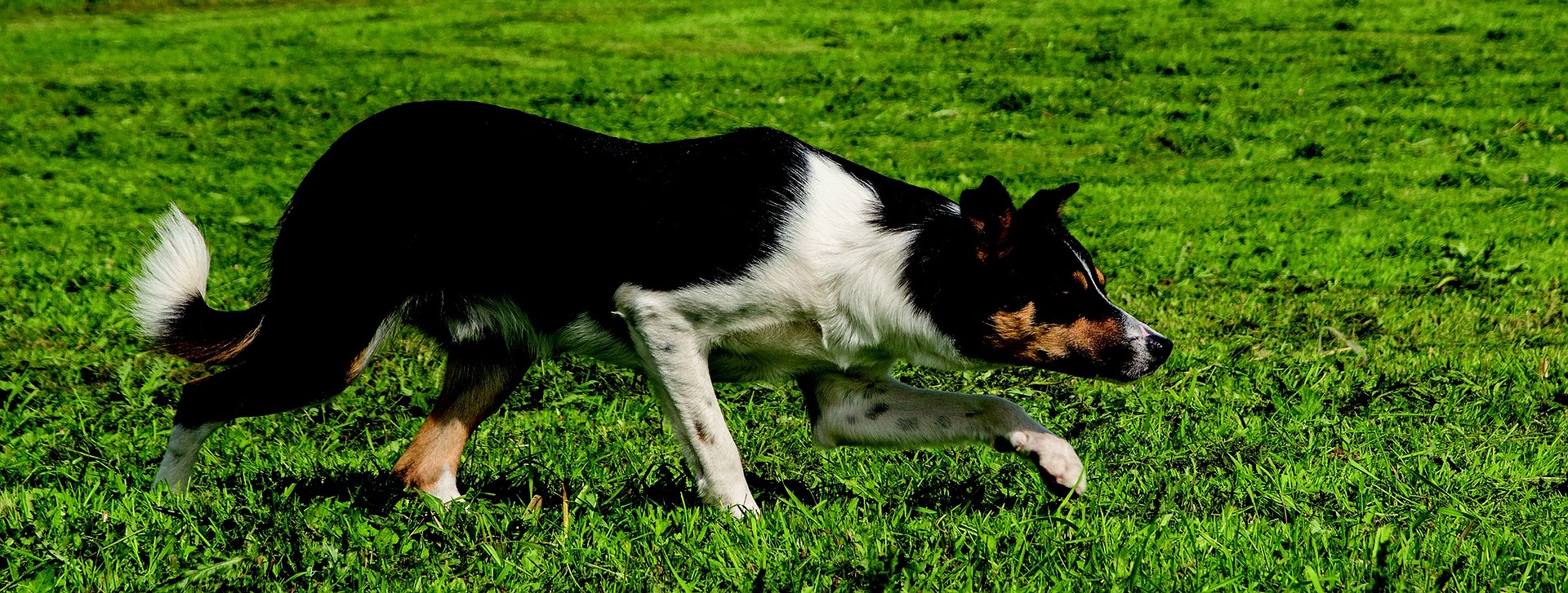Border Collies tilhører hyrde- og fårehundene. Disse adfærdsmønstre er indlejret i deres gener, hvilket skal tages i betragtning, når man vælger en hund af denne race.