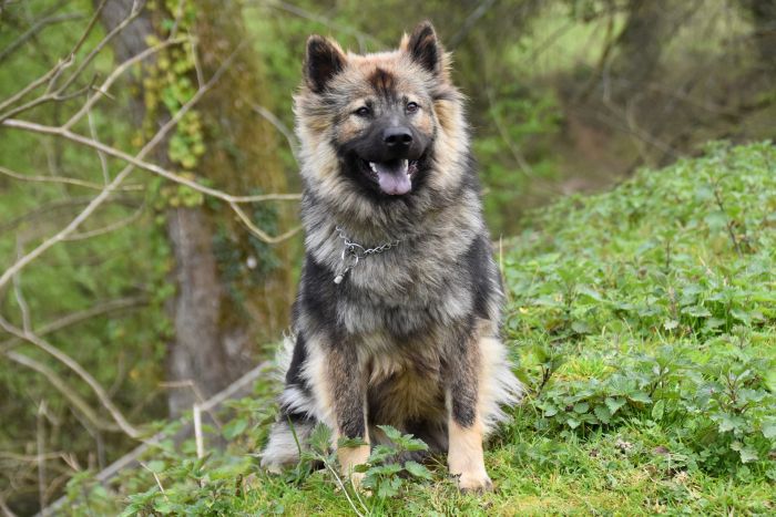 Eurasier med ulvefarvet pels