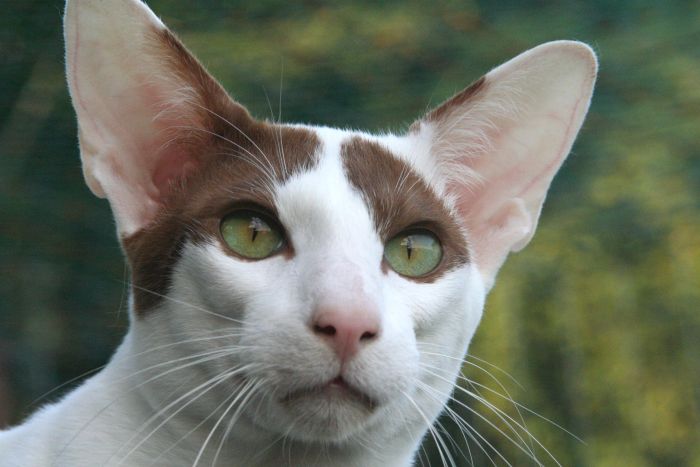 Peterbald med grønne øjne