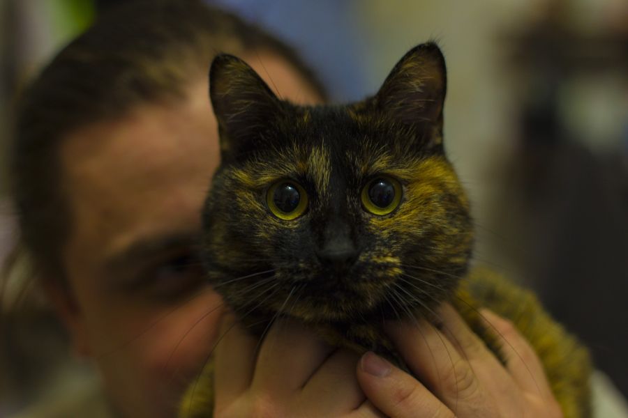 Bobtail katten har en karakteristisk lang næse og stærkt udtalte kindben, hvilket giver den et japansk udseende.