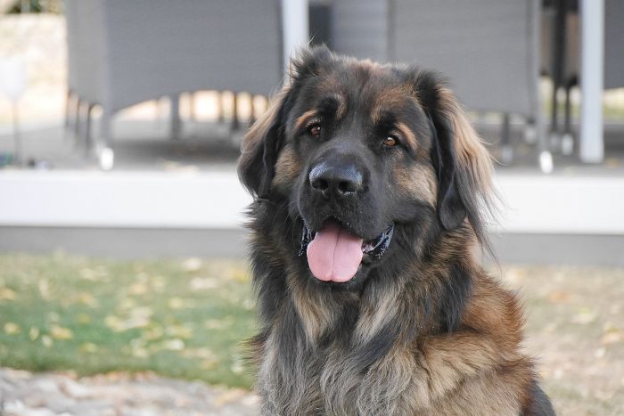 En voksen Leonberger