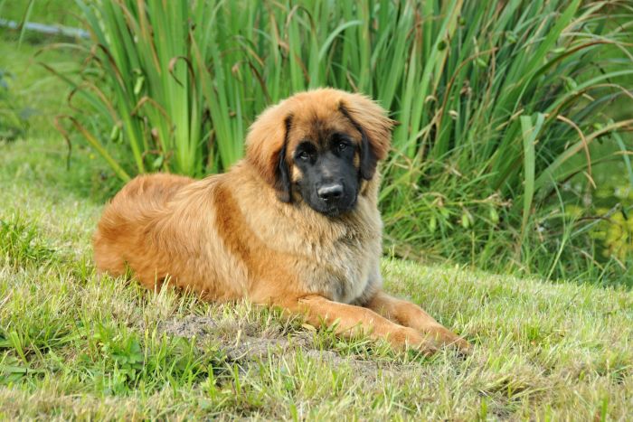 Leonberger hvalp