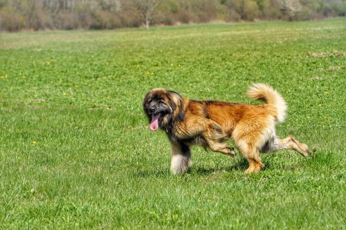Leonberger på marken