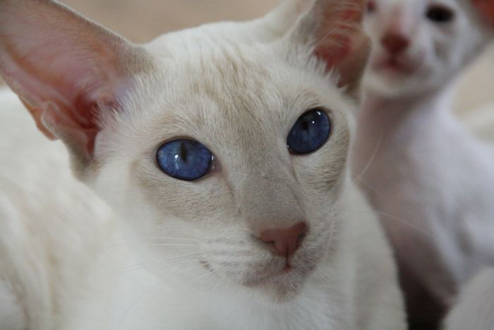 Blåøjede Peterbald-kat