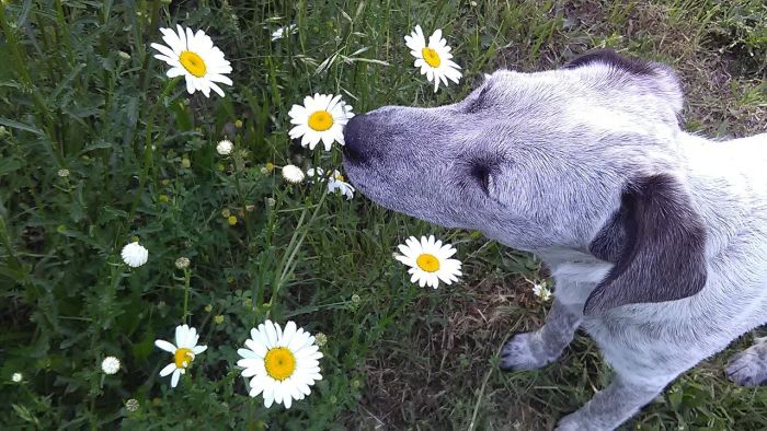 En blandingshund snuser til kamille på en eng.