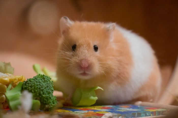 Kost til den syriske hamster kan suppleres med en lille mængde frisk grøntsager